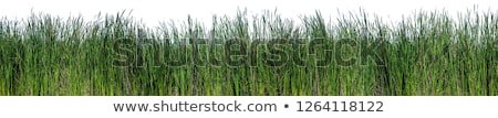 Сток-фото: Cat In Grass Isolated On White Background