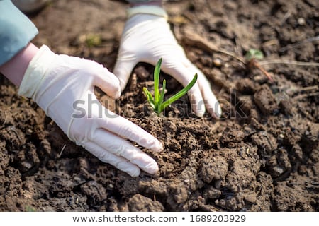 Foto stock: Rubber Gloves For Garden