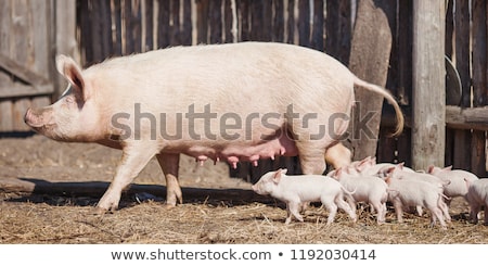 Сток-фото: Sow With Piglets