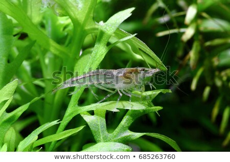 Stock fotó: Yamato Shrimp