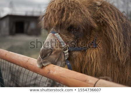 Stok fotoğraf: Camel