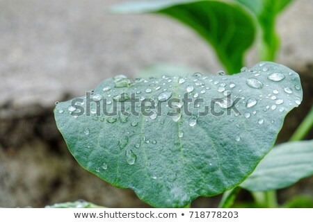 Stock foto: Wet Fresh Green Broccoli With Water Drops Closeup As Background