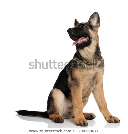 Foto d'archivio: Curious German Shepard Sits And Looks Up To Side