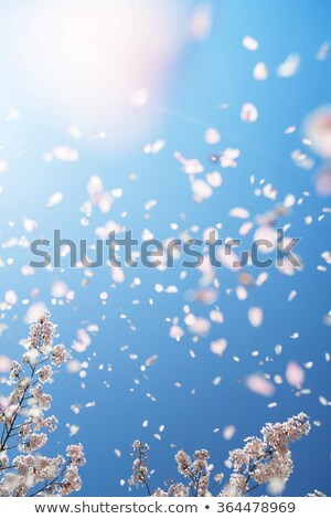 Foto stock: Flowers From Below