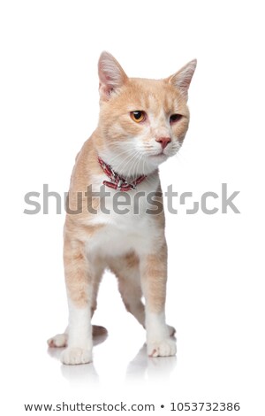 Stock photo: Adorable Distracted Orange Cat Wearing A Red Collar