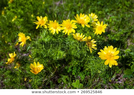 Beautiful Spring Yellow Flowers Pheasants Eye Stock foto © Pixachi