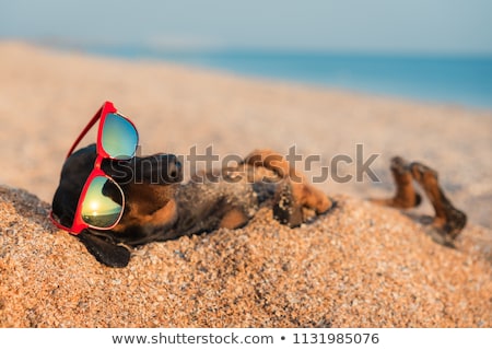 Stockfoto: Dog Buried In Sand