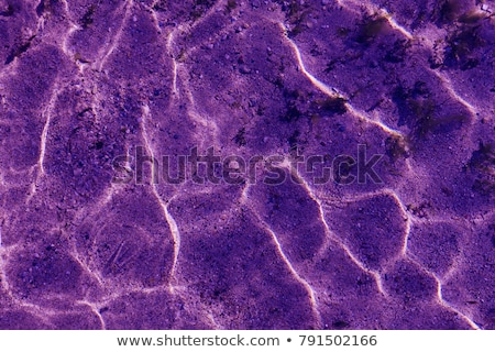 Zdjęcia stock: Abstract Violet Background By Sunlight On Water Surface