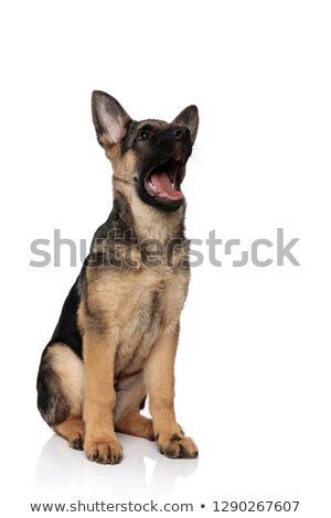 Stock photo: Shocked German Shepard Looks Up To Side While Sitting
