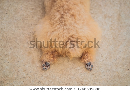 Stock fotó: The Dog Lies With Outstretched Hind Legs Hot Dog Animal Rights