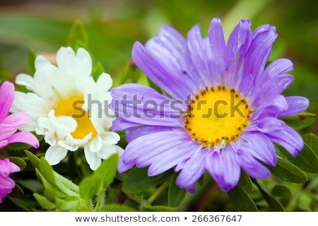 Close Up Of Bright Colorful Garden Chrizantenum Flowers Stock foto © Pixachi