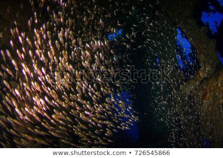 Stock fotó: Glassfish And Ocean In The Red Sea