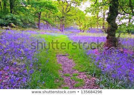 Bright Fresh Colorful Spring Bluebell Wood ストックフォト © Julietphotography