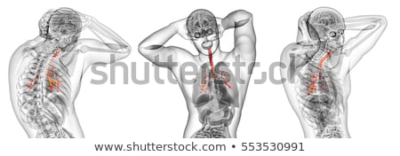 3d Render Medical Illustration Of The Brounchi Imagine de stoc © Maya2008