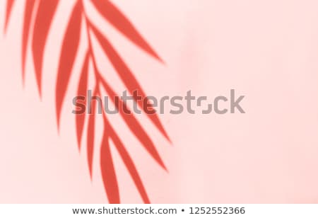 [[stock_photo]]: Closeup View Of Coral At Beach As Summer Vacation Background