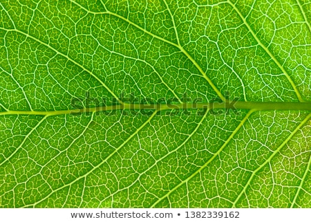 Stock fotó: Bright Green Leaf Close Up Texture