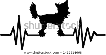 Stock fotó: Vector Dog Chinese Crested Dog Breed