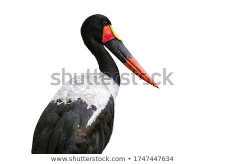 Stock photo: Saddle Billed Stork Ephippiorhynchus Senegalensis