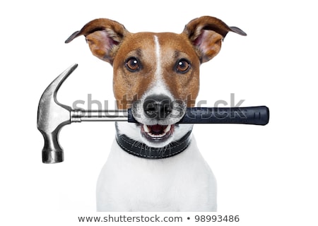 ストックフォト: Handyman Hammer Dog