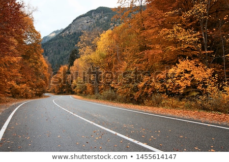 Zdjęcia stock: The Autumn Road