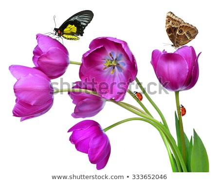 [[stock_photo]]: Butterfly On Purple Tulip