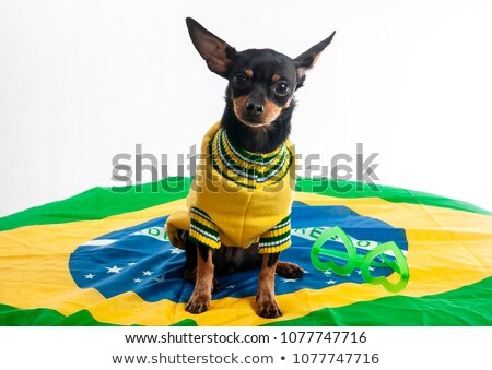 Stock fotó: Brazil Soccer Dog