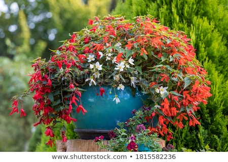 Blossoming Begonia Zdjęcia stock © Artush