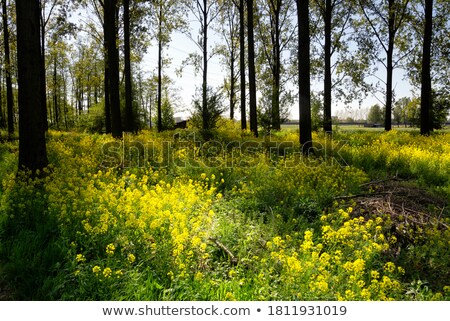 [[stock_photo]]: The Forest Alblasserbos