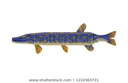 Stok fotoğraf: Brook Trout Long Marine Fish Vector Illustration