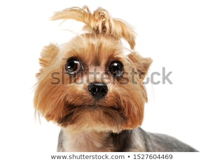 Сток-фото: Studio Shot Of An Adorable Yorkshire Terrier