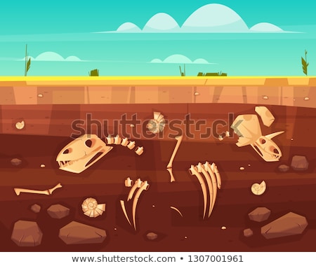 Stock photo: Ammonite Fossil Cross Section