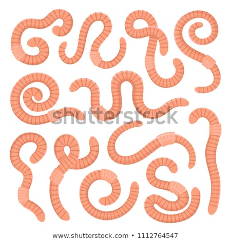 Stock foto: Set Of Earthworms Isolated On White
