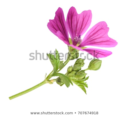 Stock photo: Wild Flower Cheese