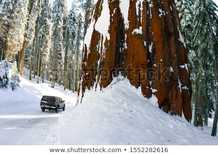 Foto stock: Tall And Big Sequoias In Beautiful Sequoia National Park
