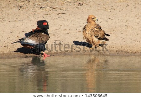 ストックフォト: Bateleur And Tawny Eagle - Wild Raptors From Africa Have A Water Fight