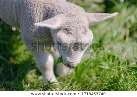 Stockfoto: Young Lambs