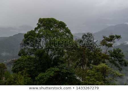Stok fotoğraf: Exotic Rainforest Landscape