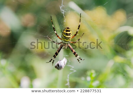 Stockfoto: Spider With Prey