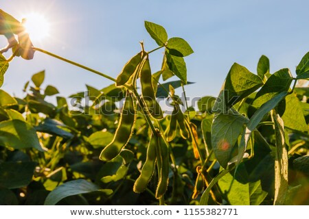 Stock fotó: Soybean Plants In Sunset