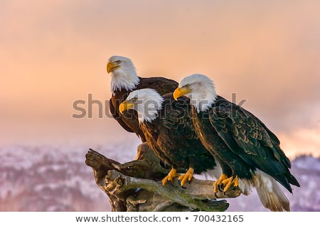ストックフォト: North American Bald Eagle