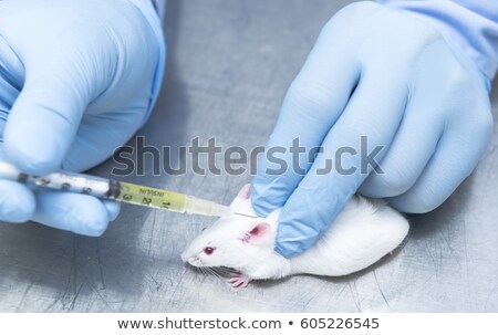 Foto stock: Vet With Rat And Syringe