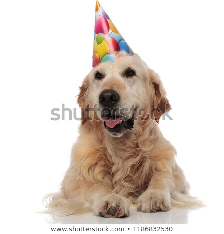 [[stock_photo]]: Panting Golden Retriever Wearing Birthday Cap Looks To Side