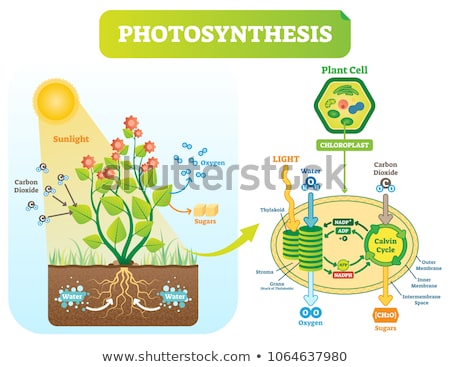 Zdjęcia stock: Photosynthesis