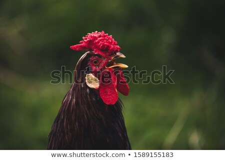 Сток-фото: Rooster Front View