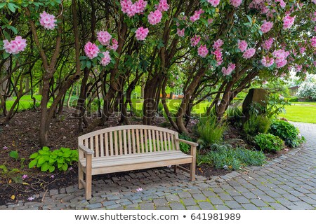 Stockfoto: Garden Wood Bench Under The Rhododenron Shrubs
