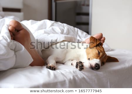 Foto stock: Dog And Owner Sleeping Or Dreaming Together