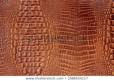 Zdjęcia stock: Alligator Leather