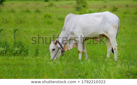 Stock foto: Cows Wearing Bells Are Grazing In A Beautiful Green Meadow In T