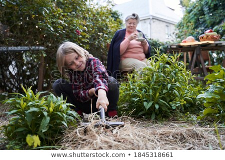 Stok fotoğraf: Young Boy Collects Tea