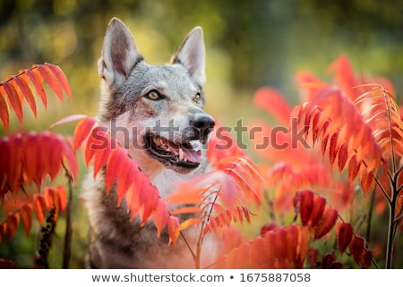 Сток-фото: Czechoslovakian Wolf Dog